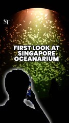 Singapore Oceanarium: Revamped SEA Aquarium 2.0